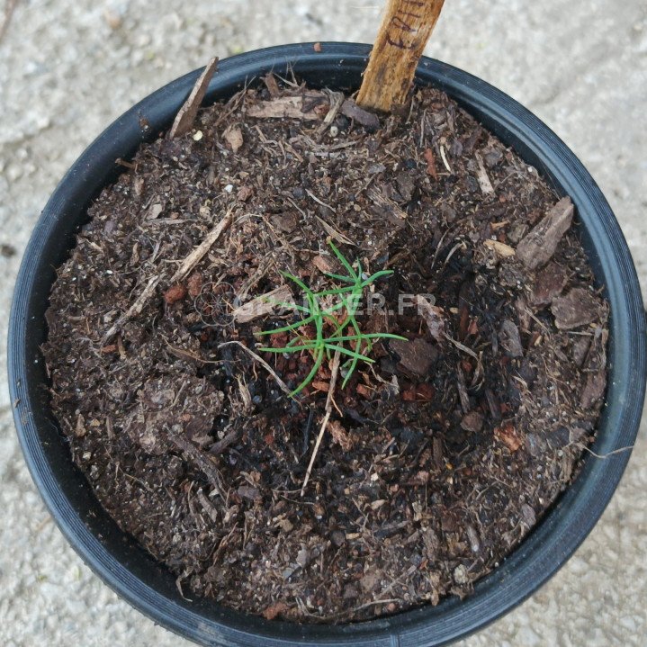 Epinette noire, Picea Mariana image